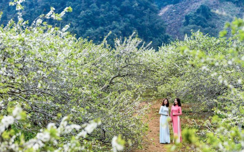 Lạc bước giữa sắc hoa mận, hoa đào nở trắng trời