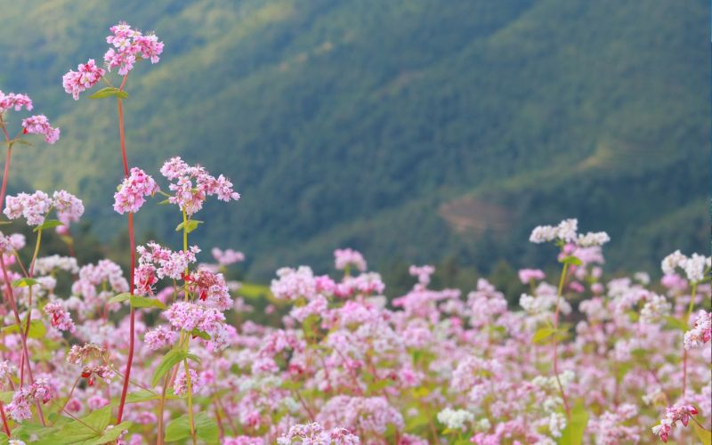 Mê mẩn mùa hoa tam giác mạch nở rộ