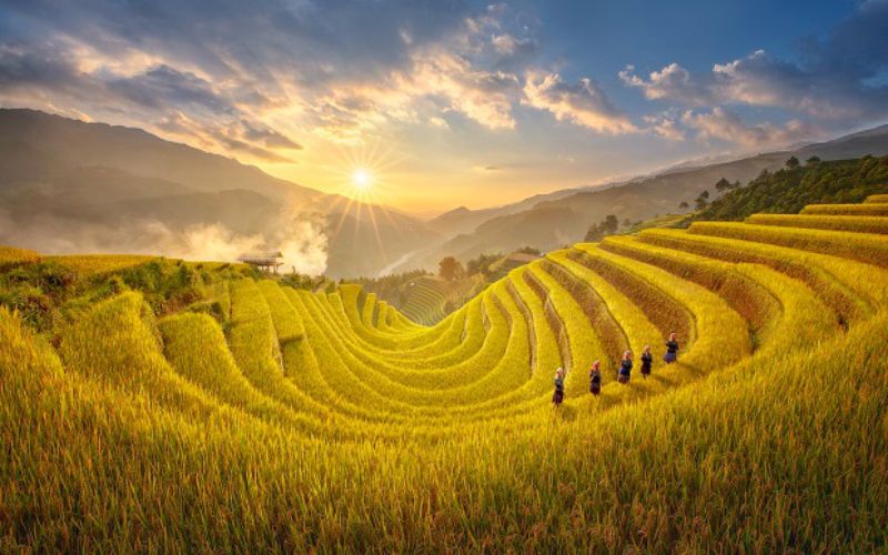 Săn trọn khoảnh khắc mùa lúa chín vàng